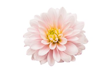 Beyaz arka plan üzerinde izole beyaz renk Dahlia stüdyo çekim.
