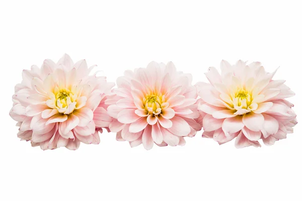 Tiro de estudio de color blanco Dahlia aislado sobre fondo blanco . — Foto de Stock