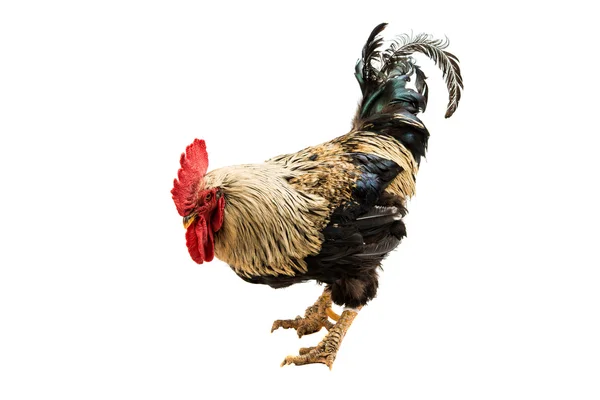 Rooster — Stock Photo, Image