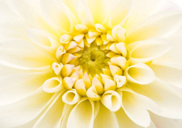 Широкая макрорамка цветка хризантемы — стоковое фото