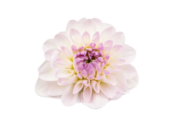 Dahlia izole — Stok fotoğraf