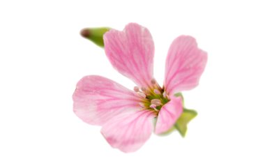 narin pembe çiçekler