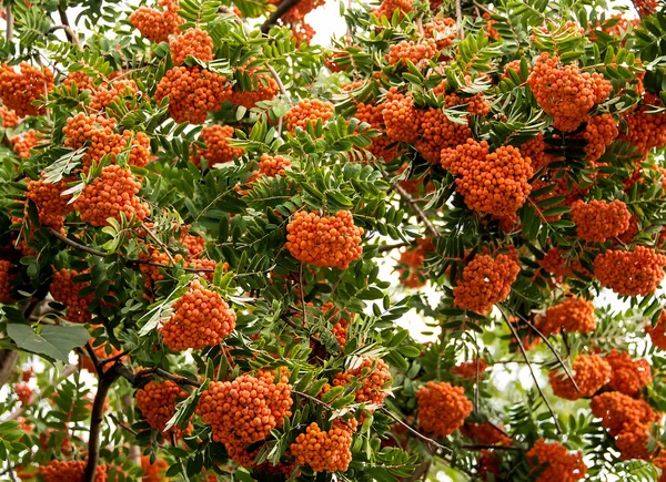 Rowan tree — Stock Photo, Image