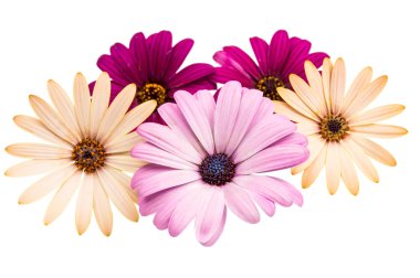 osteospermum papatya veya cape papatya çiçek çiçek
