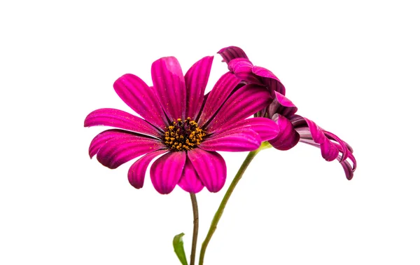 Osteospermum 雏菊或海角雏菊花 — 图库照片