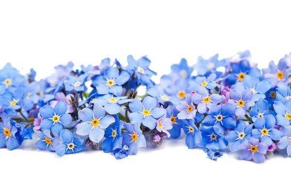 Nekem-nots virágok — Stock Fotó