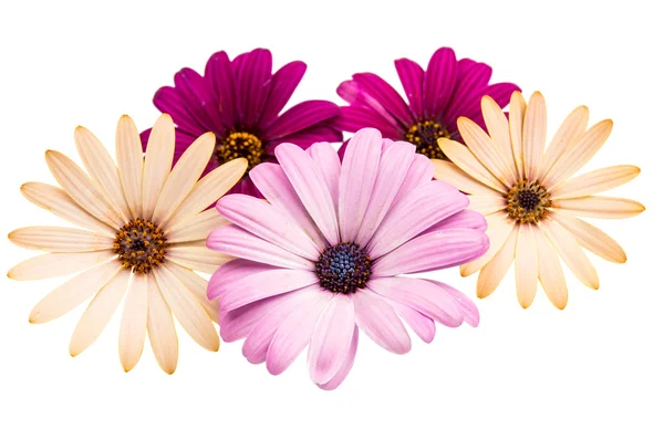 Osteospermum papatya veya cape papatya çiçek çiçek — Stok fotoğraf