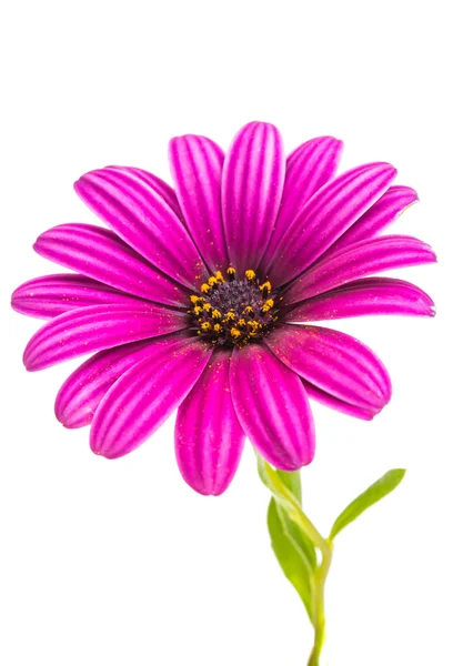 Osteospermum daisy eller cape daisy blomma blomma — Stockfoto