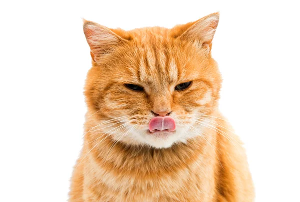 Lavados de gato rojo — Foto de Stock