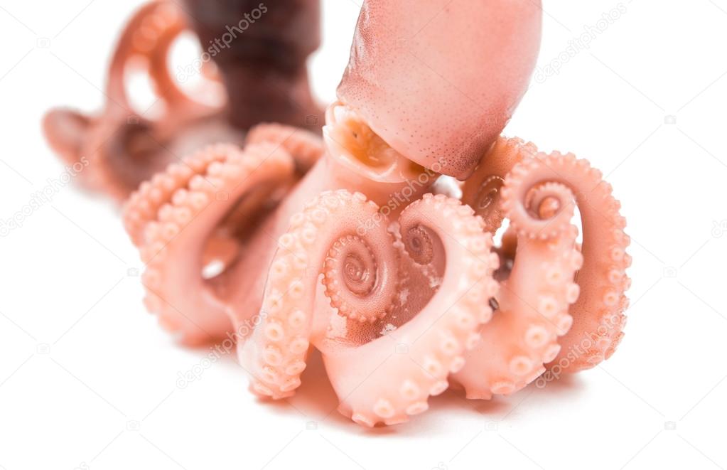 meat octopus