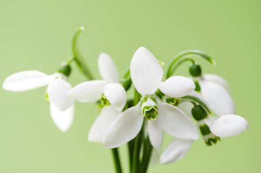 snowdrops on a light green background