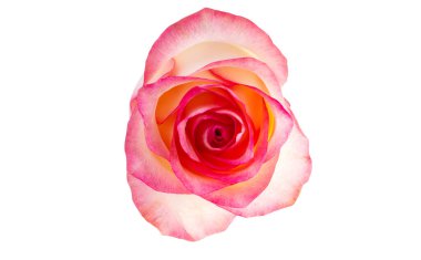 pembe ve beyaz arka plan üzerinde izole beyaz gül