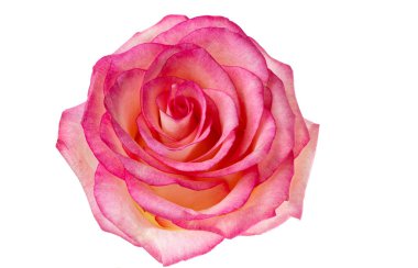 pembe ve beyaz arka plan üzerinde izole beyaz gül