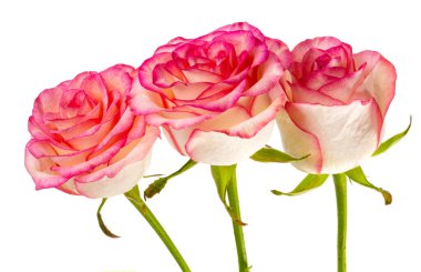 pembe ve beyaz arka plan üzerinde izole beyaz gül