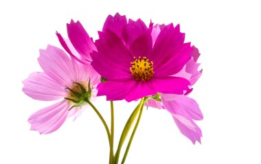 Bouquet of cosmos flowers isolated on white background