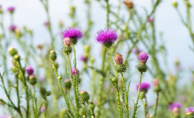 thistle flowers in a meadow in summer