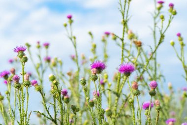 thistle flowers in a meadow in summer
