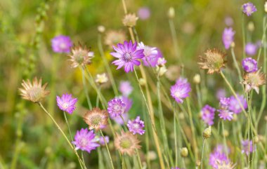 immortelle flowers in a meadow in summer