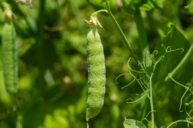 Çiftlikte büyüyen yeşil bezelyeler