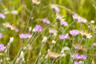 immortelle flowers in a meadow in summer
