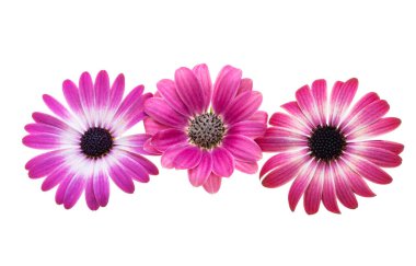 Güzel Osteospermum Çiçek beyaz arka planda izole