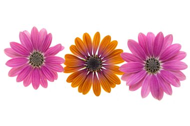 Güzel Osteospermum Çiçek beyaz arka planda izole