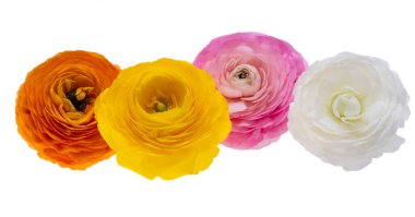 Beyaz arka plan üzerinde izole güzel düğün çiçeği çiçek