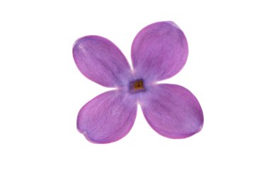 Beyaz arkaplanda yalıtılmış leylak çiçeği