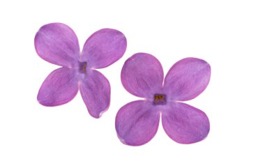 Beyaz arkaplanda yalıtılmış leylak çiçeği