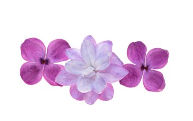 Beyaz arkaplanda yalıtılmış leylak çiçeği