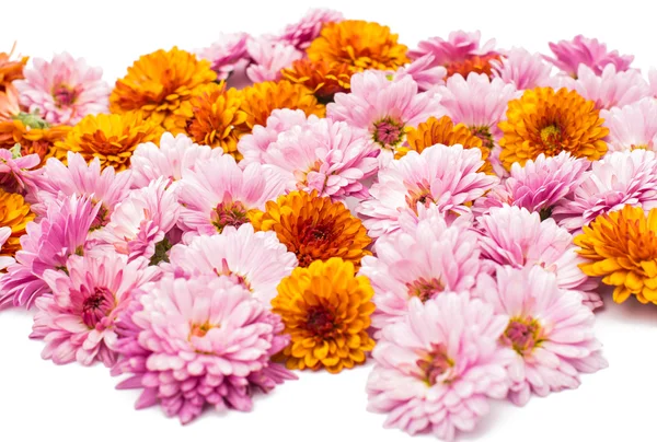 Background chrysanthemum — Stock Photo, Image
