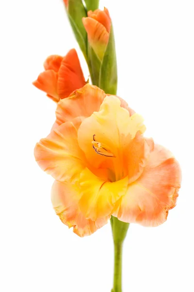 Gladiolus elszigetelt — Stock Fotó