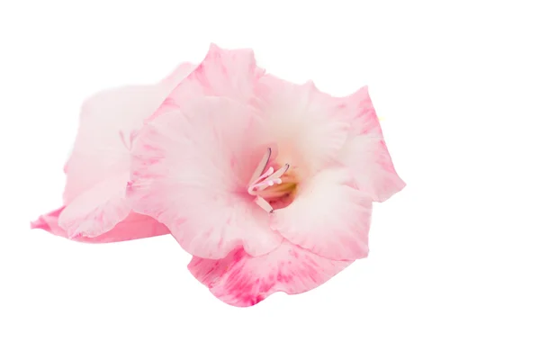 Gladiolus isolated — Stock Photo, Image