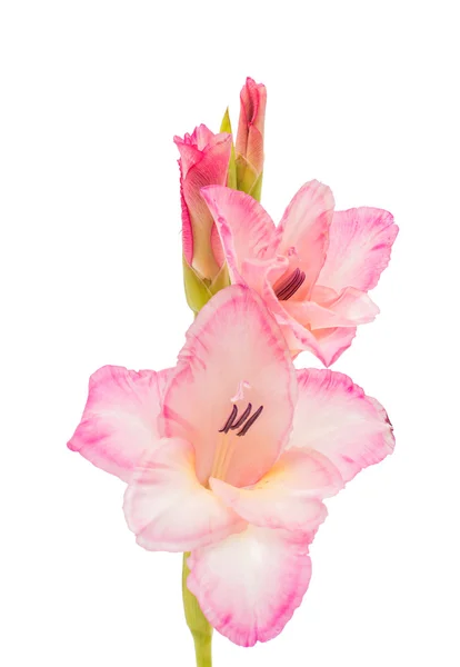 Gladiolus isolated — Stock Photo, Image