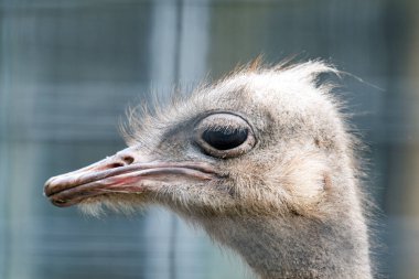 Devekuşu'nın kafa Close-Up