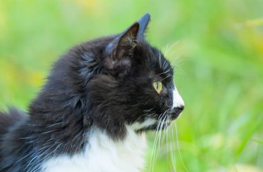 Doğadaki siyah beyaz bir kedinin yakın plan portresi.