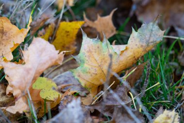 Sarı yaprakların güzel sonbahar manzarası