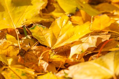 Sarı yaprakların güzel sonbahar manzarası