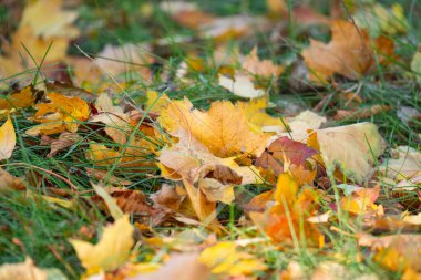 Sarı yaprakların güzel sonbahar manzarası