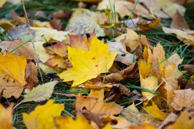 Sarı yaprakların güzel sonbahar manzarası
