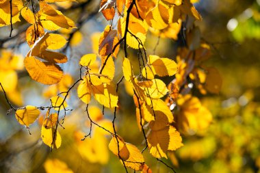 Sarı yaprakların güzel sonbahar manzarası