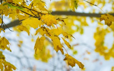 Sarı yaprakların güzel sonbahar manzarası
