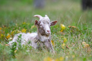 Sonbaharda çayırda otlayan bir keçi.