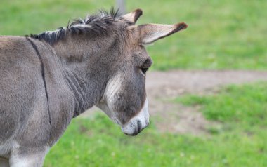 Parktaki eşeğin yakın plan fotoğrafı.