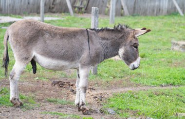 Parktaki eşeğin yakın plan fotoğrafı.