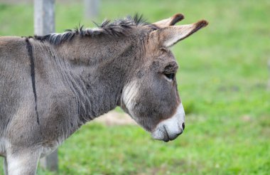 Parktaki eşeğin yakın plan fotoğrafı.