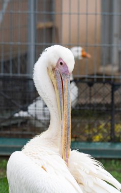 Parktaki bir pelikanın yakın plan fotoğrafı.