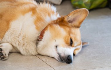Pembroke Welsh Corgi 'nin yakın plan fotoğrafı.