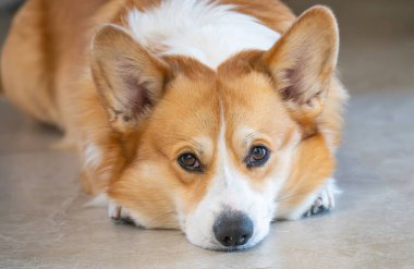 Pembroke Welsh Corgi 'nin yakın plan fotoğrafı.