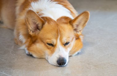 Pembroke Welsh Corgi 'nin yakın plan fotoğrafı.